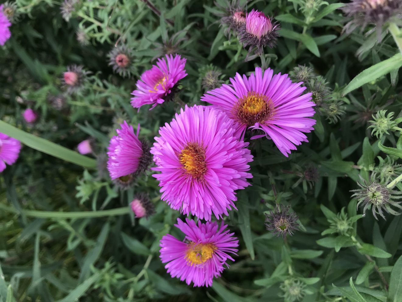 Blumen