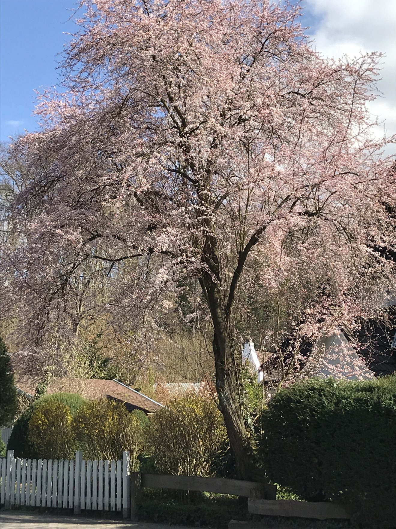 DL-2019-03-BaumInBl&uuml;te