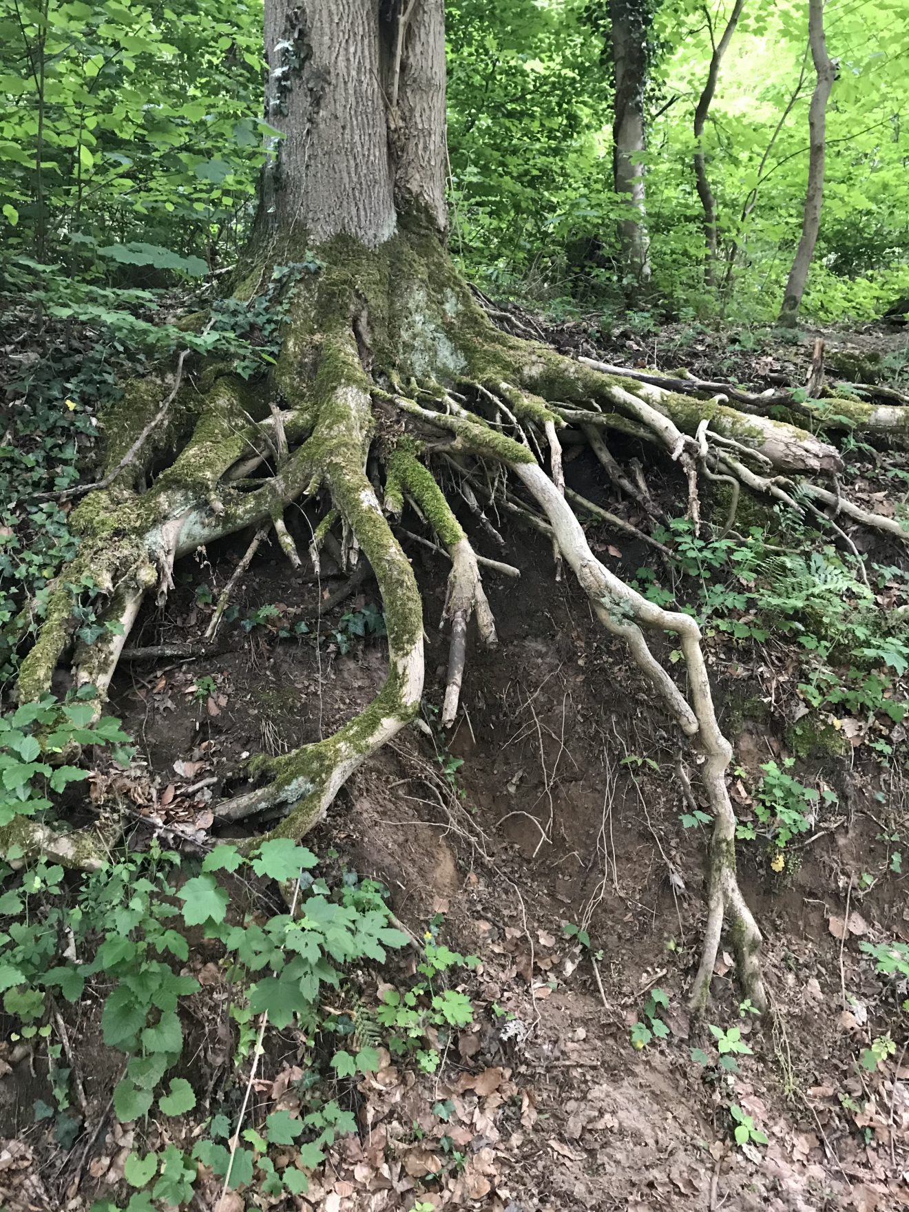 Dl-Bild-2020-05-Baum mit unterh&ouml;hlten Wurzeln