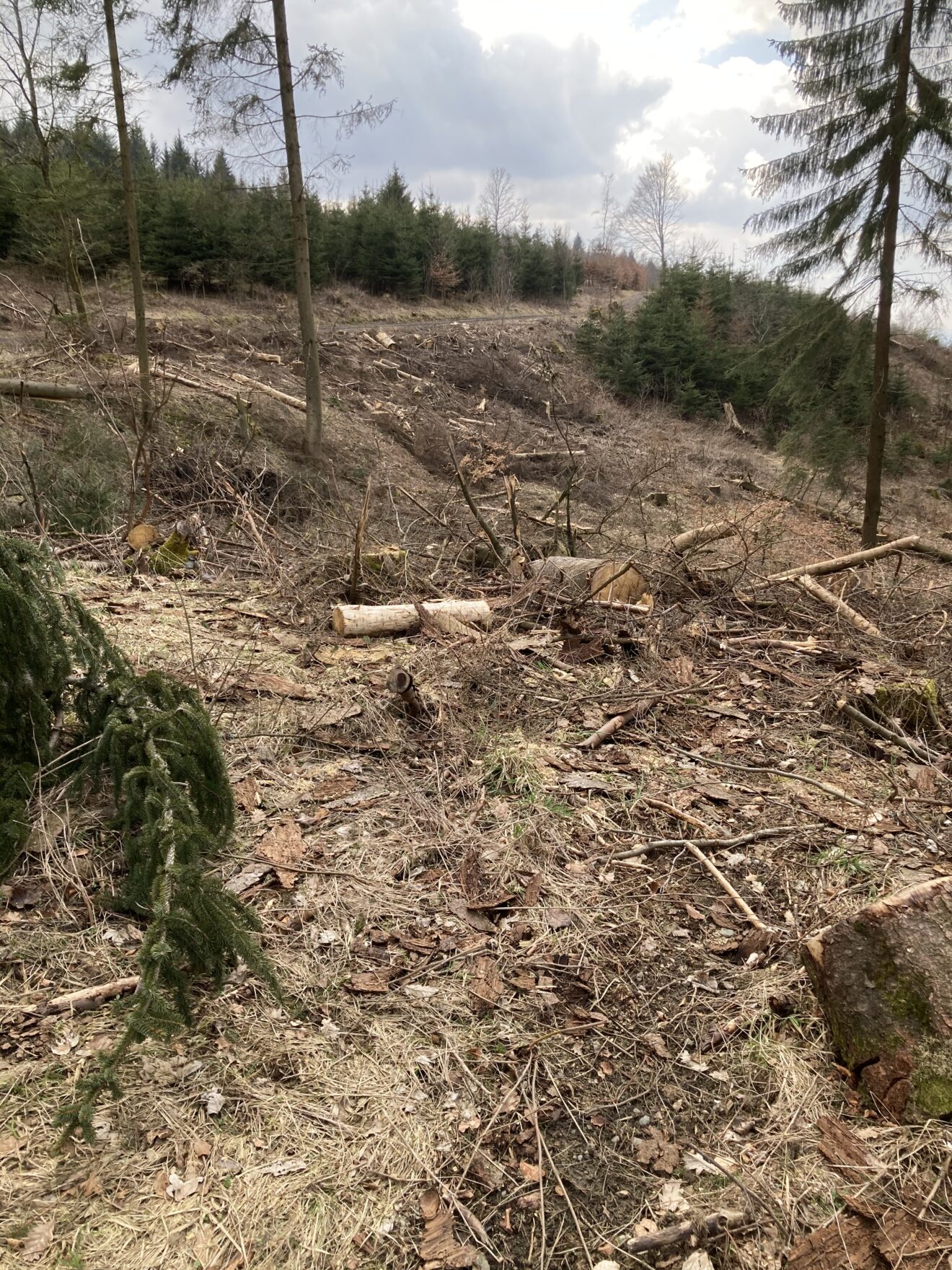 2021-03-Abgeholzter Wald